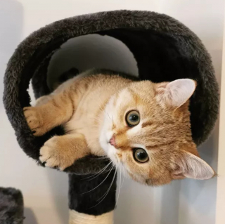 Illustration de l'article : 14 photos attendrissantes ou amusantes de superbes chats au pelage roux