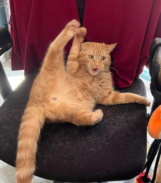 Illustration de l'article : 14 photos attendrissantes ou amusantes de superbes chats au pelage roux