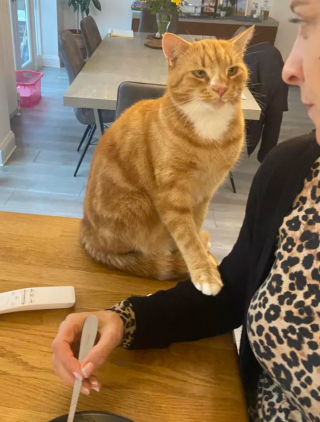 Illustration de l'article : 14 photos attendrissantes ou amusantes de superbes chats au pelage roux