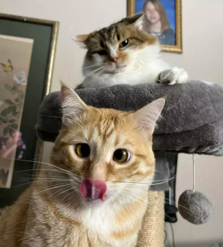 Illustration de l'article : 14 photos attendrissantes ou amusantes de superbes chats au pelage roux