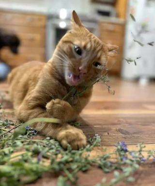 Illustration de l'article : 14 photos attendrissantes ou amusantes de superbes chats au pelage roux