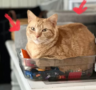 Illustration de l'article : 14 photos attendrissantes ou amusantes de superbes chats au pelage roux