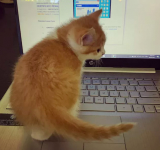 Illustration de l'article : 15 photos de chats ayant décidé que leur maître n’allait pas pouvoir travailler