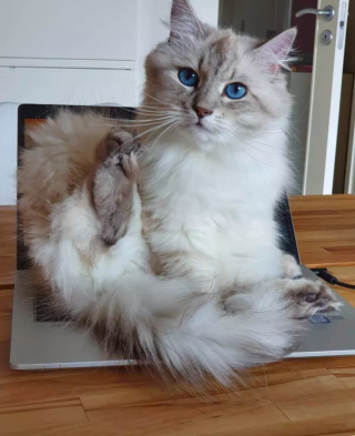 Illustration de l'article : 15 photos de chats ayant décidé que leur maître n’allait pas pouvoir travailler