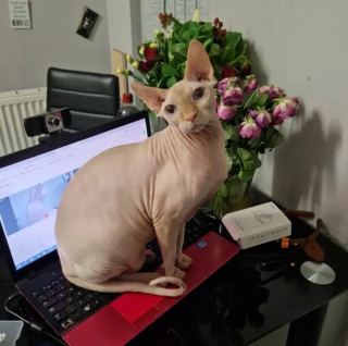 Illustration de l'article : 15 photos de chats ayant décidé que leur maître n’allait pas pouvoir travailler