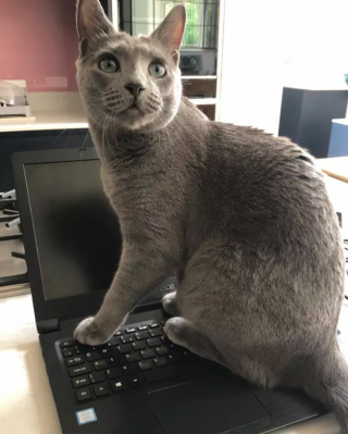 Illustration de l'article : 15 photos de chats ayant décidé que leur maître n’allait pas pouvoir travailler