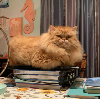 Illustration de l'article : 15 photos de chats ayant décidé que leur maître n’allait pas pouvoir travailler