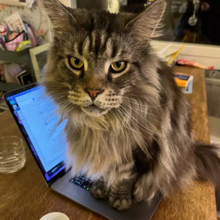 Illustration de l'article : 15 photos de chats ayant décidé que leur maître n’allait pas pouvoir travailler