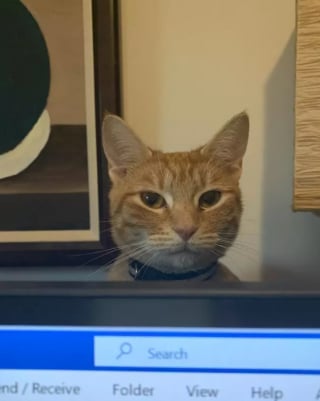 Illustration de l'article : 15 photos de chats ayant décidé que leur maître n’allait pas pouvoir travailler