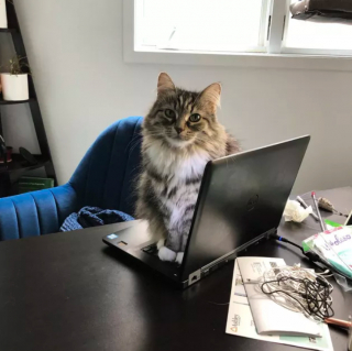 Illustration de l'article : 15 photos de chats ayant décidé que leur maître n’allait pas pouvoir travailler