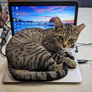 Illustration de l'article : 15 photos de chats ayant décidé que leur maître n’allait pas pouvoir travailler