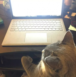 Illustration de l'article : 15 photos de chats ayant décidé que leur maître n’allait pas pouvoir travailler