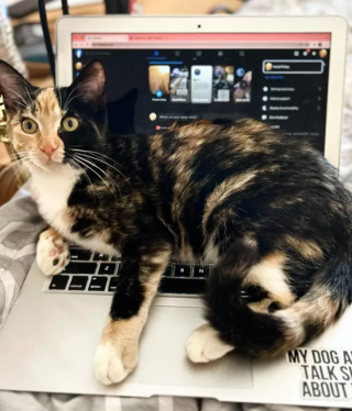 Illustration de l'article : 15 photos de chats ayant décidé que leur maître n’allait pas pouvoir travailler