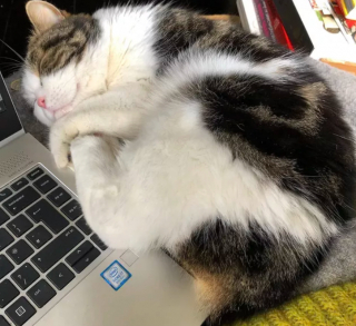 Illustration de l'article : 15 photos de chats ayant décidé que leur maître n’allait pas pouvoir travailler