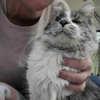 Illustration de l'article : Un chat de refuge aux yeux minuscules et débordant d'affection attend sa chance pendant 2 ans