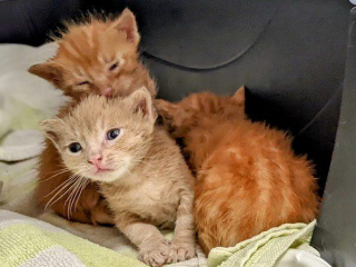 Illustration de l'article : Découverts dans la benne d’un camion de chantier, ces 3 chatons orphelins s’apprêtent à démarrer une nouvelle vie