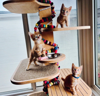 Illustration de l'article : Découverts dans la benne d’un camion de chantier, ces 3 chatons orphelins s’apprêtent à démarrer une nouvelle vie
