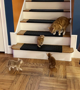 Illustration de l'article : Découverts dans la benne d’un camion de chantier, ces 3 chatons orphelins s’apprêtent à démarrer une nouvelle vie