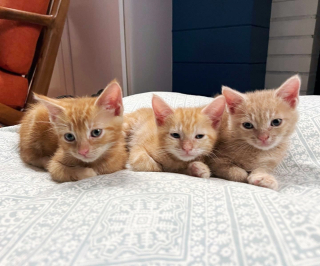 Illustration de l'article : Découverts dans la benne d’un camion de chantier, ces 3 chatons orphelins s’apprêtent à démarrer une nouvelle vie