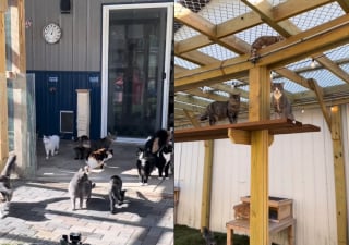 Illustration de l'article : Le moment magique où les chats d'un refuge découvrent leur nouveau jardin (vidéo)