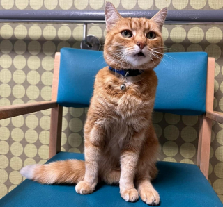 Illustration de l'article : L'émouvant hommage d'un hôpital au chat à 3 pattes qui le visitait tous les jours depuis 10 ans