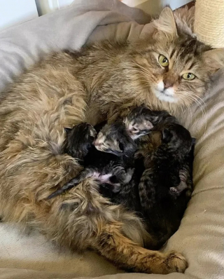 Illustration de l'article : Une chatte ne pouvant s'occuper de ses chatons fait confiance à sa famille d'accueil pour les élever