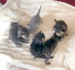 Illustration de l'article : Une chatte ne pouvant s'occuper de ses chatons fait confiance à sa famille d'accueil pour les élever