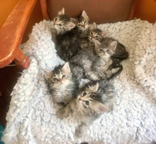 Illustration de l'article : Une chatte ne pouvant s'occuper de ses chatons fait confiance à sa famille d'accueil pour les élever