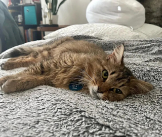 Illustration de l'article : Une chatte ne pouvant s'occuper de ses chatons fait confiance à sa famille d'accueil pour les élever