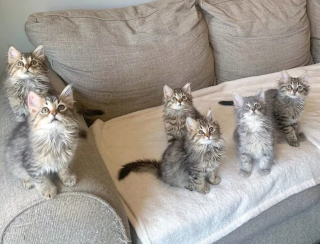 Illustration de l'article : Une chatte ne pouvant s'occuper de ses chatons fait confiance à sa famille d'accueil pour les élever