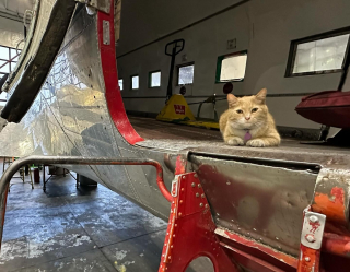 Illustration de l'article : Un chat fuyant un feu de forêt disparaît dans la nature puis commence une nouvelle vie parmi les avions