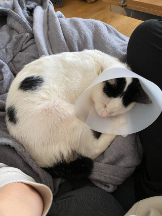 Illustration de l'article : « 20 cm de côlon lui ont été ôtés » : le parcours houleux de Pêcheur, un chat qui incarne le courage (vidéo)