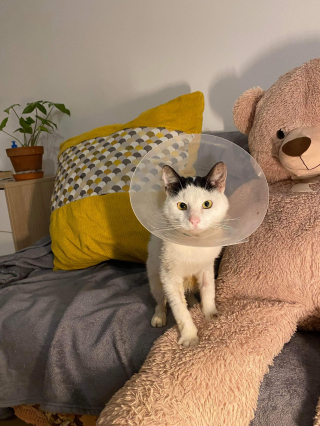 Illustration de l'article : « 20 cm de côlon lui ont été ôtés » : le parcours houleux de Pêcheur, un chat qui incarne le courage (vidéo)