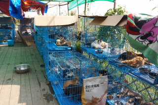 Illustration de l'article : Des militants de la cause animale suivent un camion transportant un millier de chats et espèrent agir avant qu'il ne soit trop tard