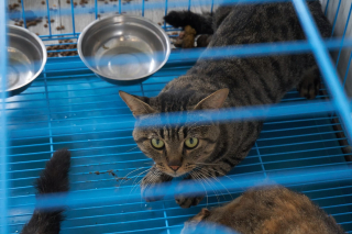 Illustration de l'article : Des militants de la cause animale suivent un camion transportant un millier de chats et espèrent agir avant qu'il ne soit trop tard