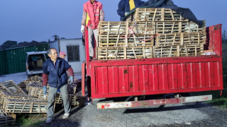 Illustration de l'article : Des militants de la cause animale suivent un camion transportant un millier de chats et espèrent agir avant qu'il ne soit trop tard