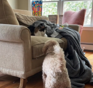 Illustration de l'article : "Ils n'ont jamais été aussi calmes et silencieux" : l'attitude touchante de 2 chiens à l'égard de leur ami chat en fin de vie