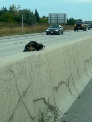 Illustration de l'article : Un couple voit une chatte blessée au milieu d'une autoroute fréquentée et décide de faire demi-tour