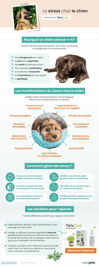 Illustration de l'article : Le stress chez le chien