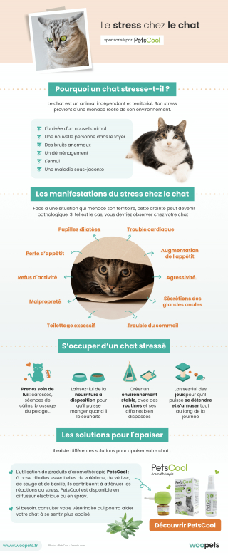 Le stress chez le chat : causes, symptômes et traitements