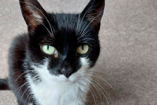 Illustration de l'article : Plus ancienne pensionnaire de son refuge, cette chatte de 9 ans attend toujours le foyer de ses rêves