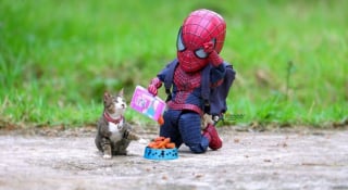 Illustration de l'article : 17 photos surprenantes où chats et chiens vivent toutes sortes d'aventures avec Spider-Man