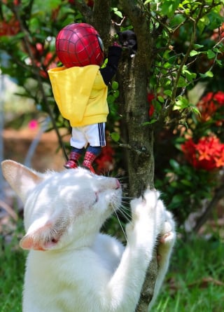 Illustration de l'article : 17 photos surprenantes où chats et chiens vivent toutes sortes d'aventures avec Spider-Man