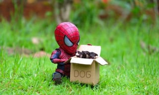 Illustration de l'article : 17 photos surprenantes où chats et chiens vivent toutes sortes d'aventures avec Spider-Man