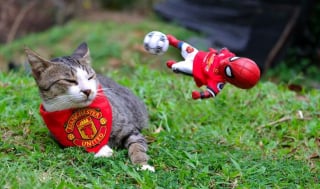 Illustration de l'article : 17 photos surprenantes où chats et chiens vivent toutes sortes d'aventures avec Spider-Man