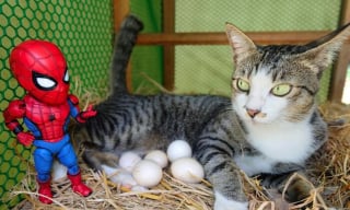 Illustration de l'article : 17 photos surprenantes où chats et chiens vivent toutes sortes d'aventures avec Spider-Man