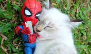 Illustration de l'article : 17 photos surprenantes où chats et chiens vivent toutes sortes d'aventures avec Spider-Man