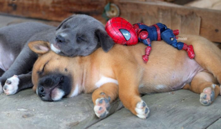 Illustration de l'article : 17 photos surprenantes où chats et chiens vivent toutes sortes d'aventures avec Spider-Man