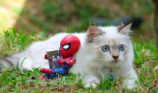 Illustration de l'article : 17 photos surprenantes où chats et chiens vivent toutes sortes d'aventures avec Spider-Man
