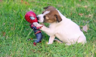 Illustration de l'article : 17 photos surprenantes où chats et chiens vivent toutes sortes d'aventures avec Spider-Man